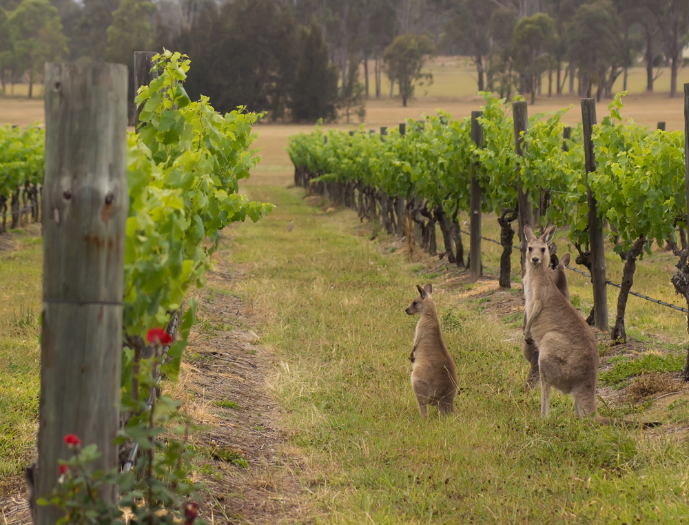 Mystery Picnic Hunter Valley