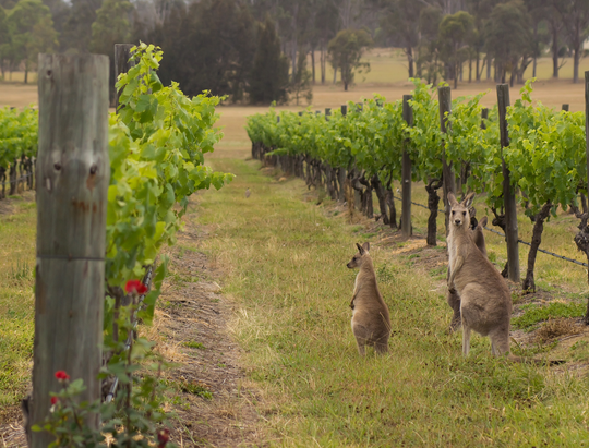 Mystery Picnic Hunter Valley