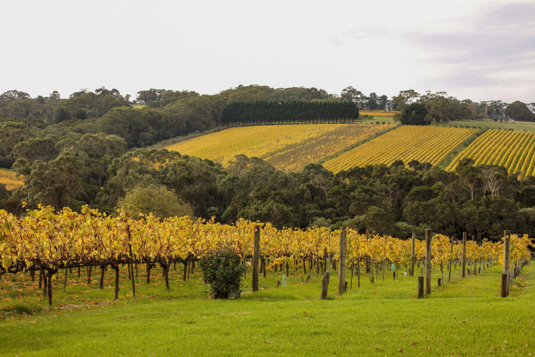 A scenic landscape of vineyards with rows of grapevines in golden yellow tones, green grass in the foreground, and dense trees covering rolling hills under an overcast sky.