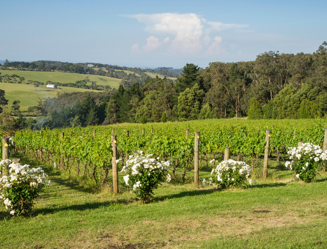 Mystery Wine &amp; Dine Mornington Peninsula